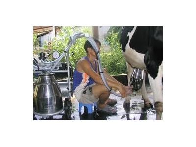Phát Triển Bò Sữa Ở Đồng Bằng Sông Cửu Long