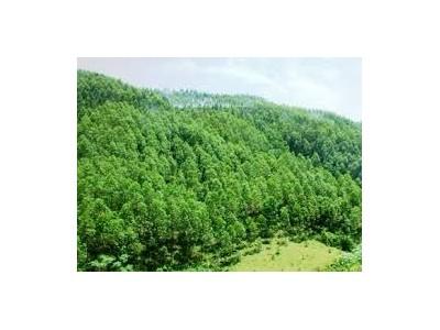 Hỗ trợ khoán bảo vệ rừng 400.000 đồng/ha/năm