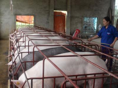 Giá lợn giảm thấp kỷ lục, cấp tốc giảm đàn