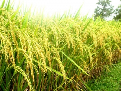 Các thiệt hại trên ruộng lúa - Phần 1