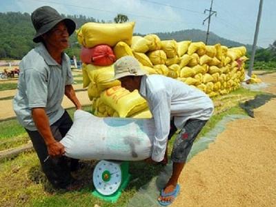 Mua tạm trữ lúa gạo không phải chính sách thường xuyên