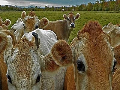 Nâng cao năng suất sinh sản của bò