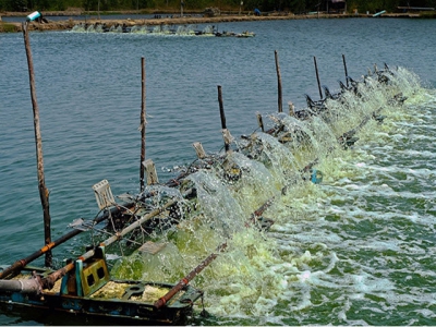 Quản lý môi trường nước và nền đáy trong nuôi tôm