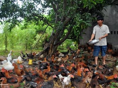 Hoạch toán kinh tế chăn nuôi gà thịt thả vườn