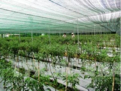 Công nghệ trồng rau sạch của Việt Nam tìm chỗ đứng tại Singapore