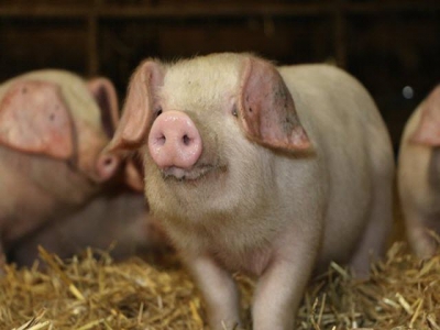 Tìm cách bảo tồn giống lợn Lop tai cụp quý hiếm của Anh