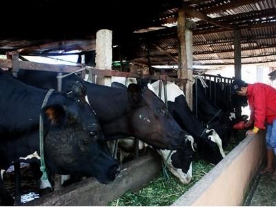 Lâm Hà (Lâm Đồng) hỗ trợ người chăn nuôi bò sữa