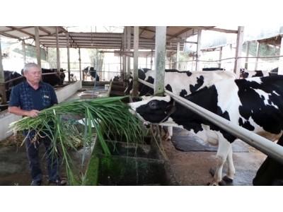 Chuyện nuôi bò sữa ở vùng đất thép Củ Chi