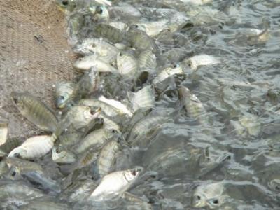 Trà Vinh khuyến khích phát triển mô hình nuôi tôm sú kết hợp với cá rô phi