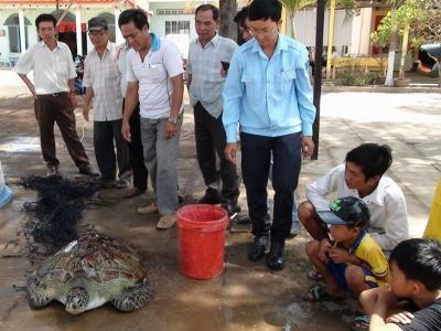 Ngư dân Bạc Liêu bắt được rùa biển nặng 62kg