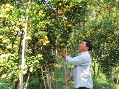 Hội Làm vườn huyện Lai Vung và công tác phát triển mô hình kinh tế hợp tác