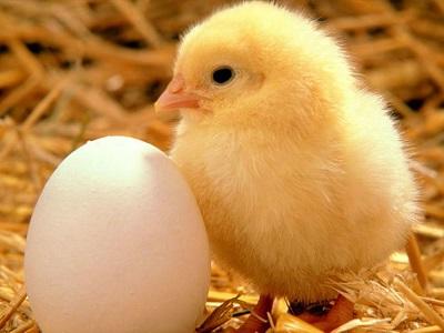 Công nghệ mới giúp bảo quản trứng lâu hơn