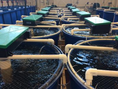 Hệ thống tuần hoàn trong chăn nuôi thủy sản