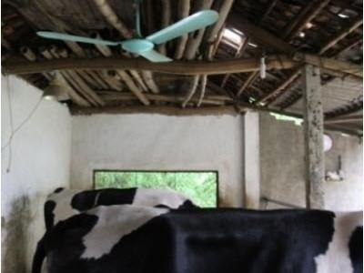 Phòng chống bệnh do nắng nóng gây ra trên bò sữa trong chăn nuôi quy mô nông hộ