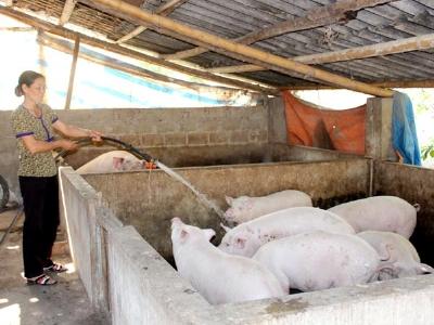 Phụ nữ Quang Bình vươn lên làm giàu nhờ nuôi lợn, trồng chè