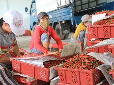 Quảng Ngãi xuất khẩu hàng trăm tấn ớt tươi mỗi ngày