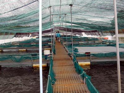 Bắc Giang hỗ trợ 12 cơ sở sản xuất cá giống