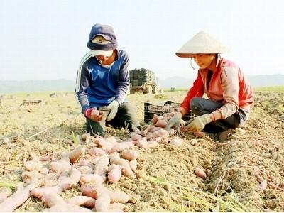 Đua trồng khoai lang, nông dân lỗ nặng
