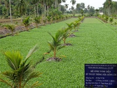 Lượng giá mô hình trình diễn trồng dừa xiêm lùn tại Quận 12 (TP.HCM)