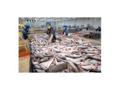 Miễn đăng ký hợp đồng xuất khẩu với lô hàng mẫu cá tra