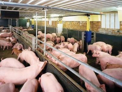 Thương lái Trung Quốc xả kho hàng đông lạnh, dừng mua lợn từ Việt Nam
