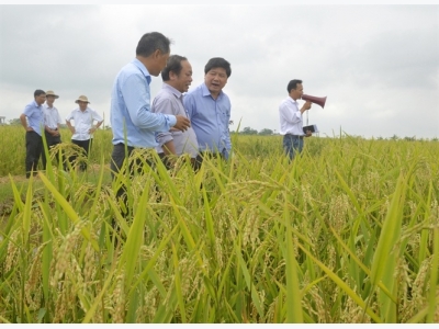 Hình thành những làng nghề sản xuất giống lúa lai
