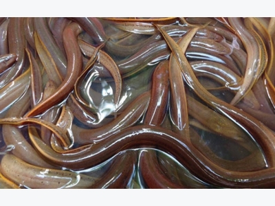 Những lưu ý nuôi lươn thâm canh không bùn