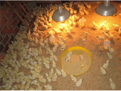 Bảo đảm nhiệt độ giai đoạn nuôi úm gà
