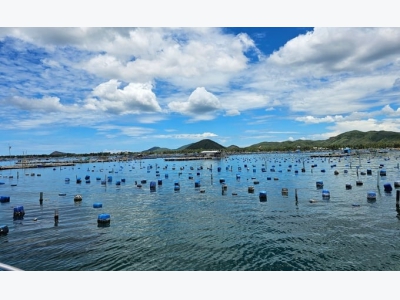 Phú Yên hướng đến xuất khẩu tôm hùm chính ngạch