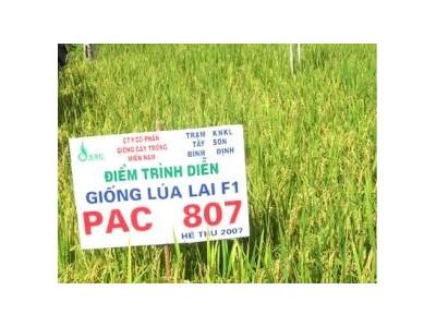 Đến 2015 Việt Nam Sẽ Có 5.000 Ha Lúa Lai F1