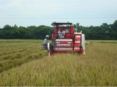 Gặt lúa nơi xứ người