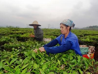 Nông nghiệp Bắc Quang dấu ấn một nhiệm kỳ