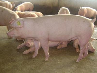 Biện pháp để tăng năng suất và sản lượng nuôi lợn nái sinh sản - Phần 2