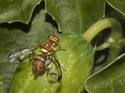 Biện pháp xử lý ruồi gây hại trên bưởi