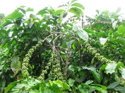 Một số biện pháp kỹ thuật chăm sóc vườn cà phê những tháng cuối mùa khô, đầu mùa mưa