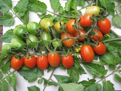 Một số giống cà chua tí hon thương hiệu Việt