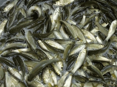 Tác dụng của quercetin trên cá trắm cỏ nuôi