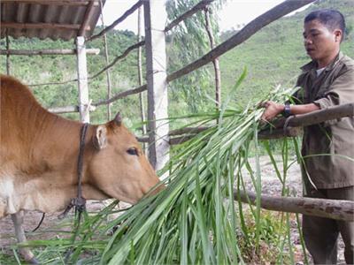 Xử Lý Bò Bị Chướng Hơi Dạ Cỏ