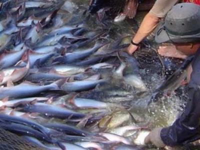 Hiệp hội Cá tra Việt Nam đã có bộ dữ liệu ban đầu về vùng nuôi, chủ thể vùng nuôi cá tra ĐBSCL