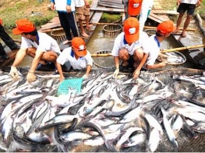 Giá cá tra giảm mạnh