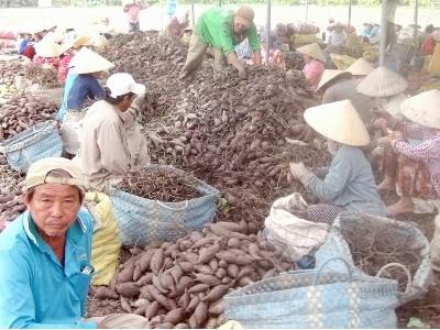 Thừa khoai lang xuất khẩu
