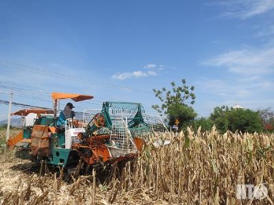 Nông dân Phước Sơn đầu tư máy liên hợp thu hoạch bắp