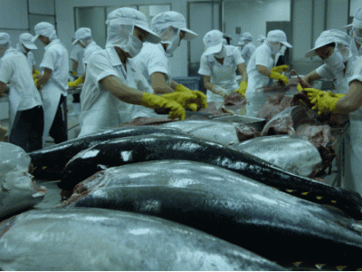 Xuất khẩu cá ngừ Việt Nam những dấu hiệu khả quan