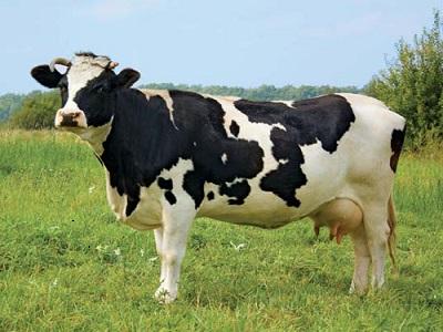 Chăn nuôi bò thịt để đem lại hiệu quả kinh tế cao - Phần 1