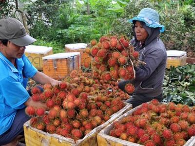 Nông dân Đồng Nai ồ ạt trồng chôm chôm Thái