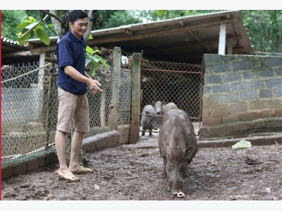 Thầy giáo Mường nuôi lợn bán hoang dã thu 800 triệu mỗi năm