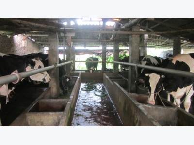 Thu nhập ổn định nhờ liên kết nuôi bò sữa cao sản