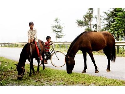 Xây Dựng Mô Hình Nuôi Ngựa Sinh Sản Tại Huyện Văn Bàn