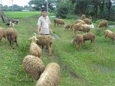 Đắk Lắk Nuôi Cừu Lấy Thịt Một Mô Hình Làm Kinh Tế Manh Nha Phát Triển