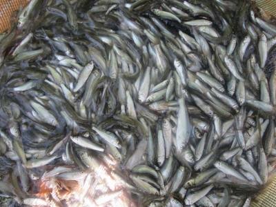 Nước lên, ĐBSCL được mùa thu hoạch đặc sản cá linh non
